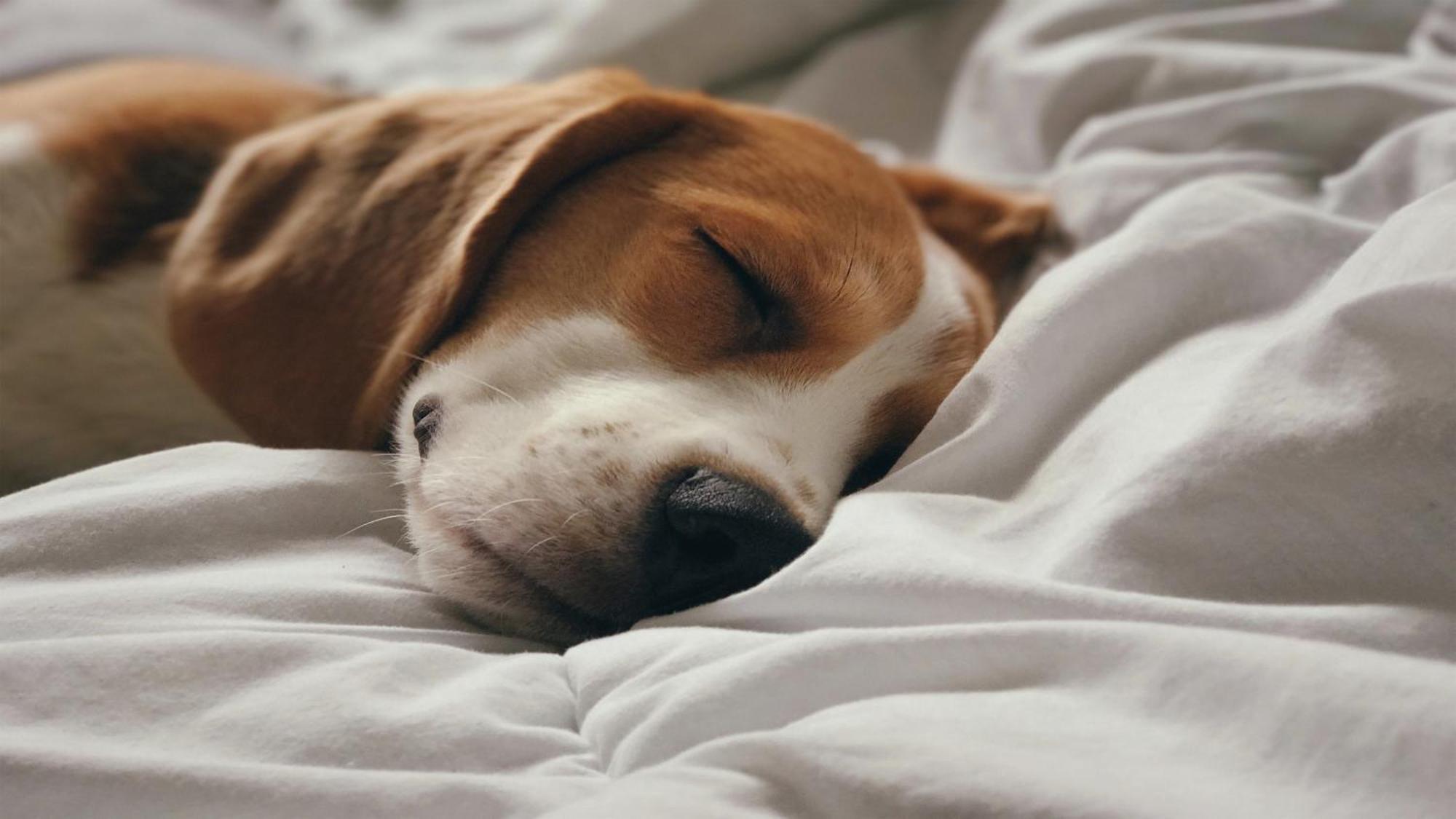 فندق وأجنحة هوليداي إن سانتو دومينجو المظهر الخارجي الصورة A dog sleeping